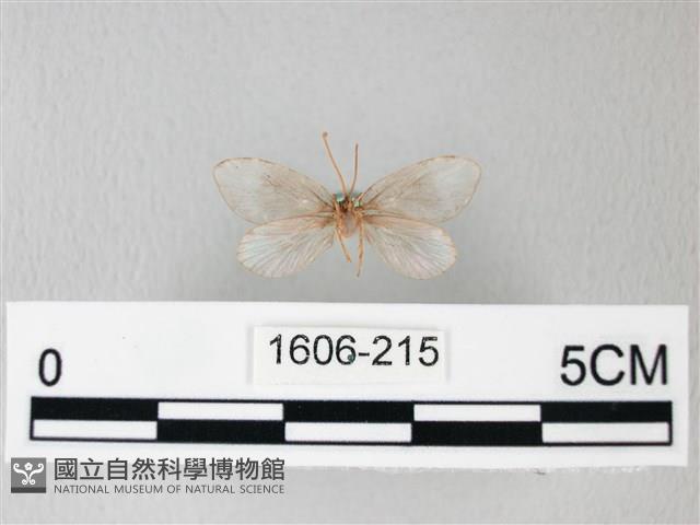 臺灣卵翅蛾藏品圖，第2張