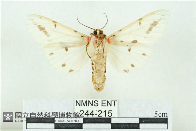 菊池污燈蛾藏品圖，第2張