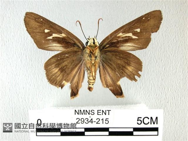 長翅弄蝶藏品圖，第2張