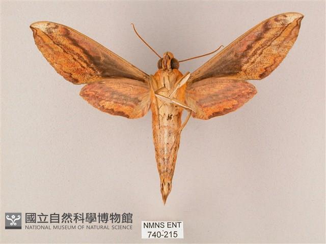 綠背斜紋天蛾藏品圖，第2張