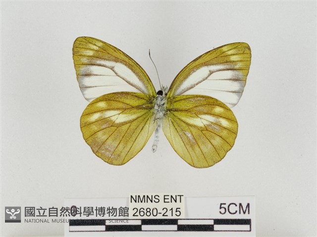 淡褐脈粉蝶藏品圖，第2張