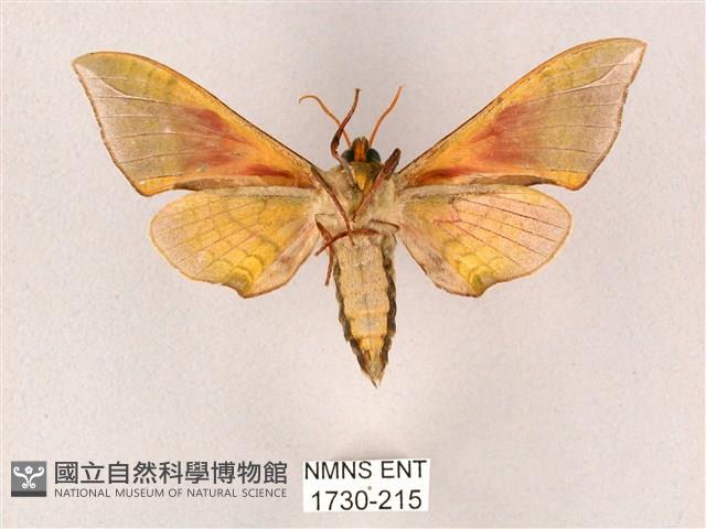 榆綠天蛾藏品圖，第2張