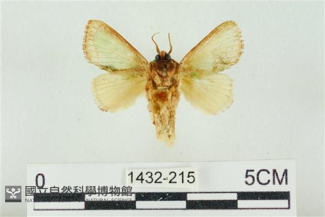 基褐綠刺蛾藏品圖，第2張
