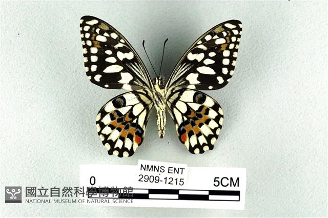 花鳳蝶、無尾鳳蝶藏品圖，第2張