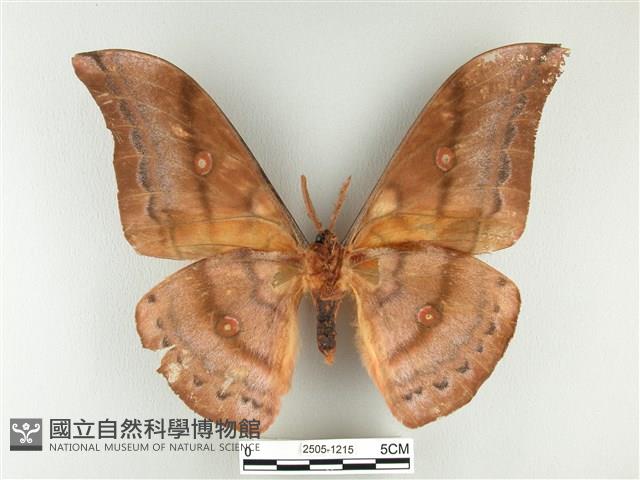 大透目天蠶蛾藏品圖，第2張