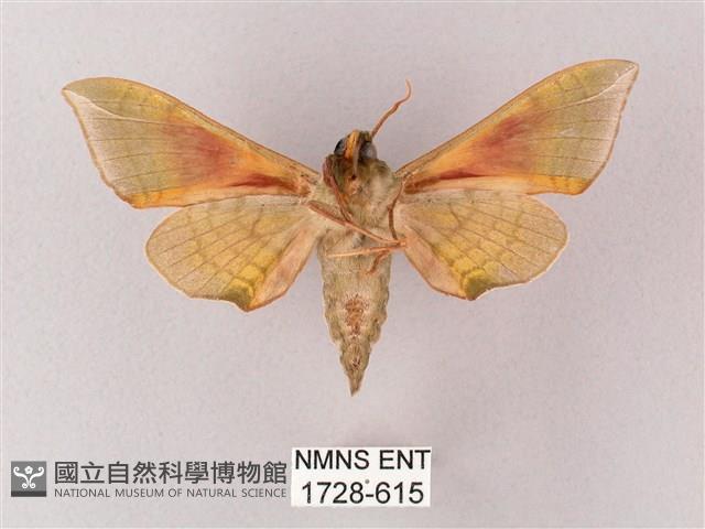 榆綠天蛾藏品圖，第2張