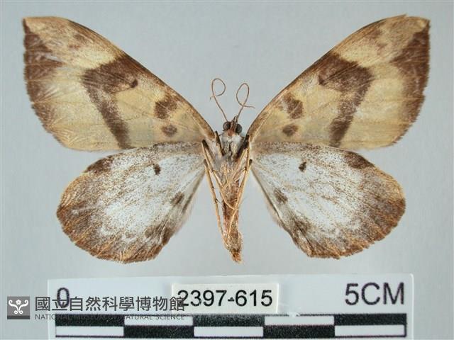 枯葉尺蛾藏品圖，第2張