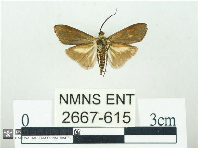 叉紋閃舞蛾藏品圖，第2張