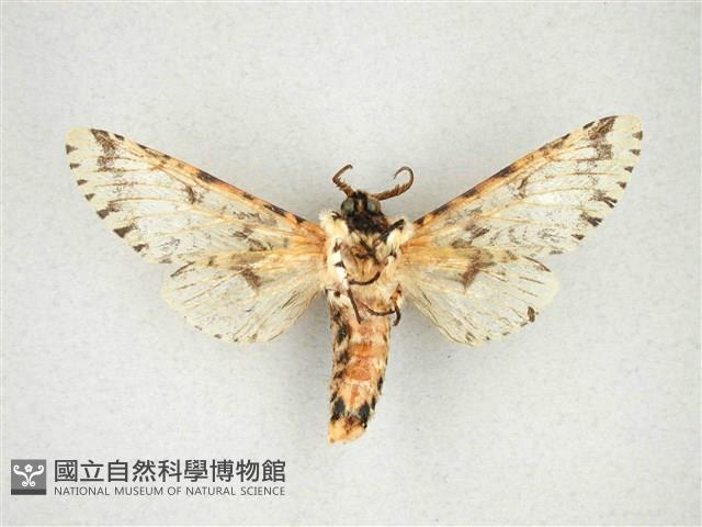 尖鋸舟蛾藏品圖，第2張