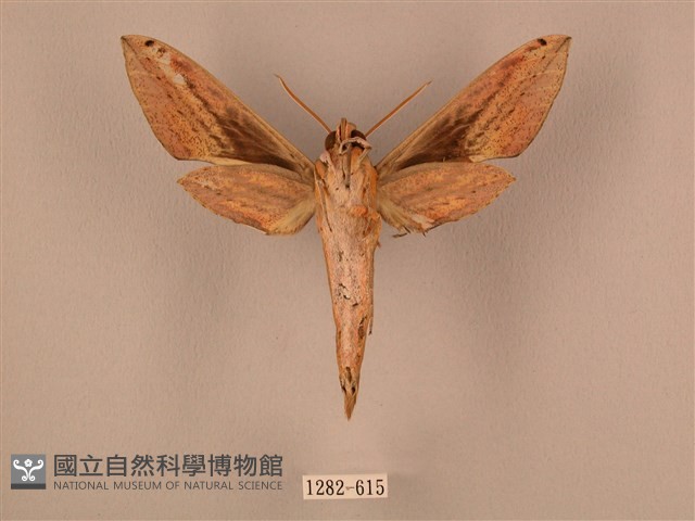 棕綠背線天蛾藏品圖，第2張