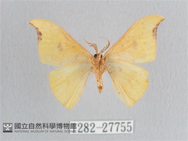 彎黑黃鉤蛾藏品圖，第2張