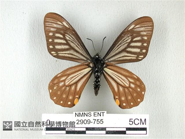 黃星斑鳳蝶藏品圖，第2張