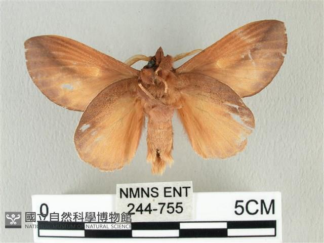 竹黃斜帶枯葉蛾藏品圖，第2張