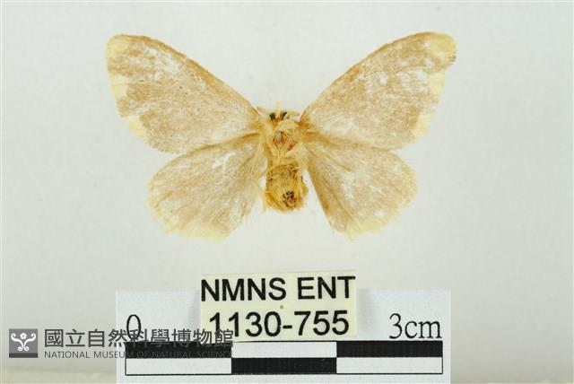 黑翅黃毒蛾藏品圖，第2張