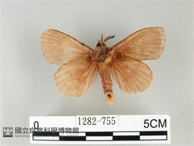 馬尾松枯葉蛾藏品圖，第2張