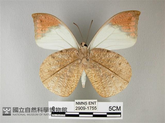 橙端粉蝶、端紅蝶藏品圖，第2張