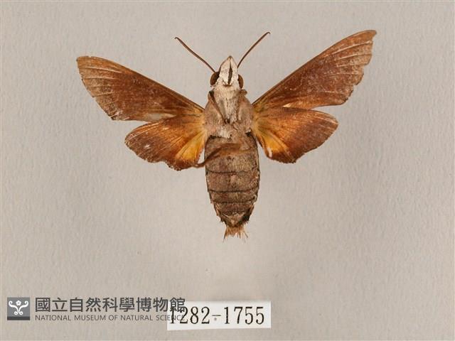 九節木長喙天蛾藏品圖，第2張