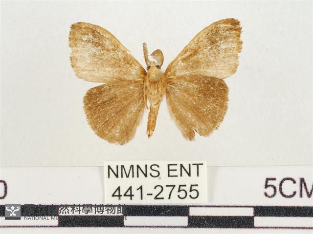 小白紋毒蛾藏品圖，第2張