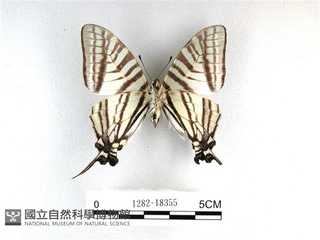 劍鳳蝶藏品圖，第2張