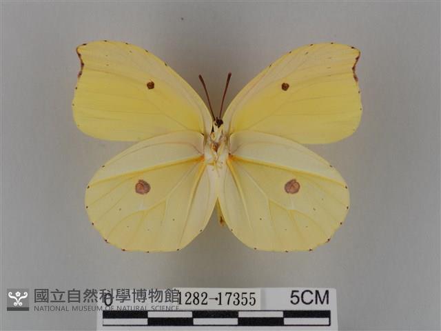 圓翅鉤粉蝶藏品圖，第2張