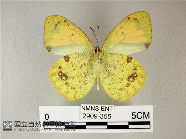 異粉蝶、雌白黃蝶藏品圖，第2張