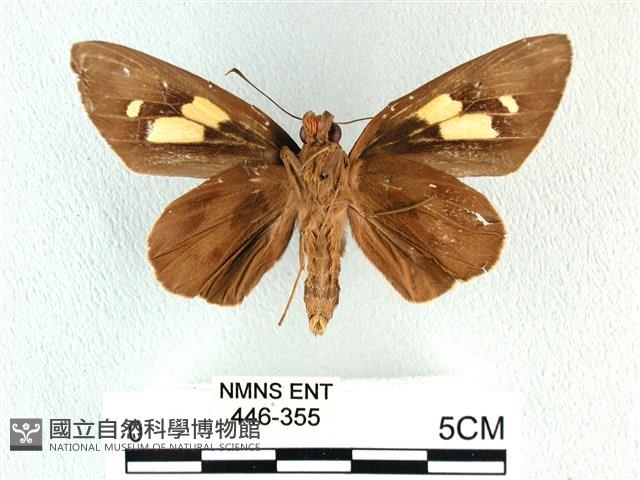 香蕉弄蝶藏品圖，第2張