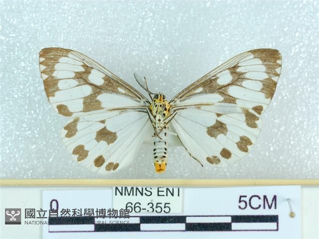 粉蝶燈蛾藏品圖，第2張