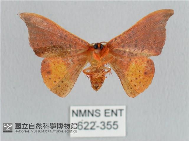 銀端帶鉤蛾藏品圖，第2張