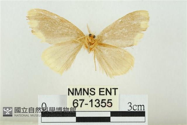 黑翅黃毒蛾藏品圖，第2張