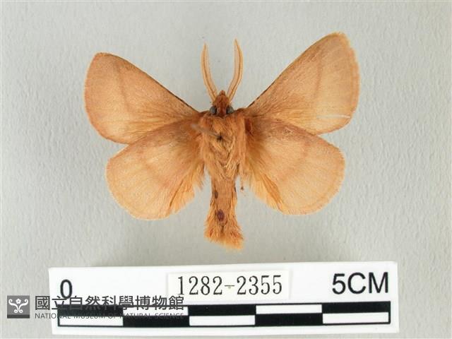 褐斜帶枯葉蛾藏品圖，第2張
