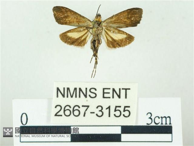 叉紋閃舞蛾藏品圖，第2張