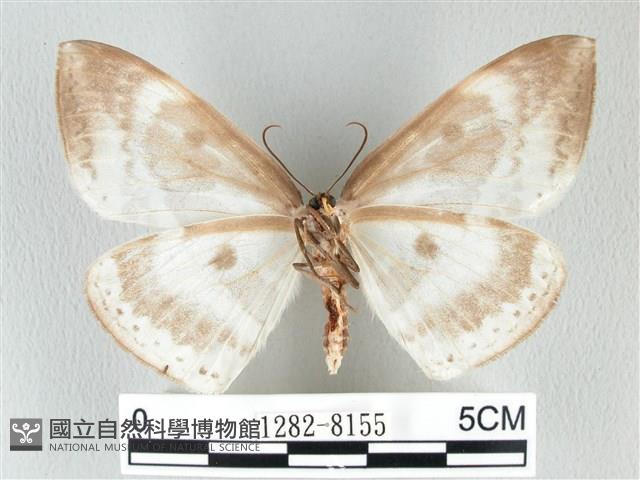 圓翅大鉤蛾藏品圖，第2張