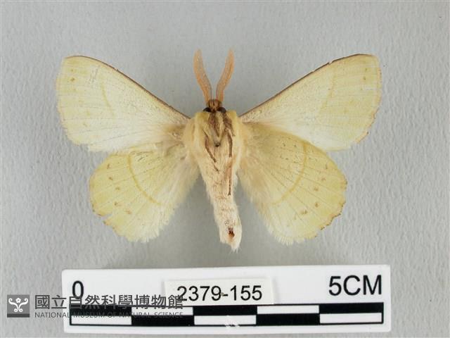 青枯葉蛾藏品圖，第2張