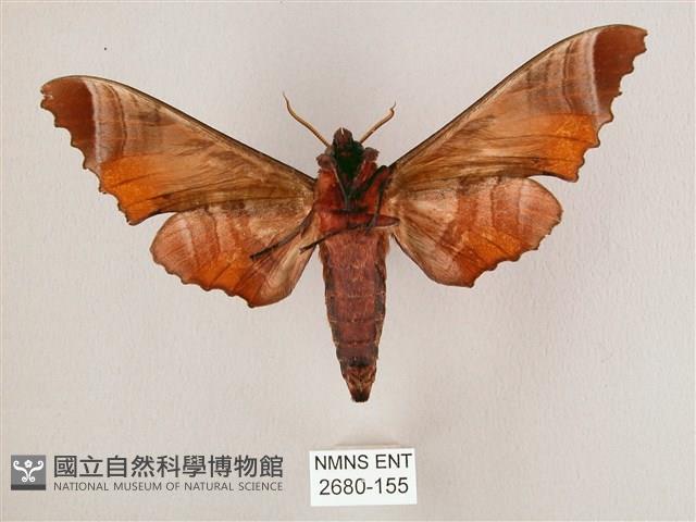 黑角六點天蛾藏品圖，第2張