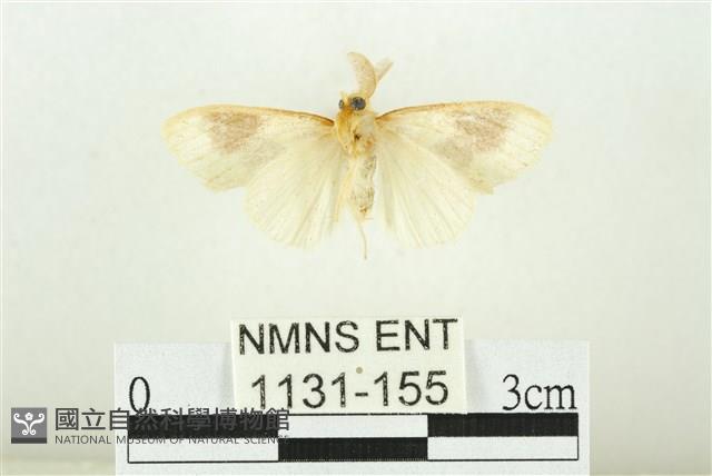 寬紋黃毒蛾藏品圖，第2張