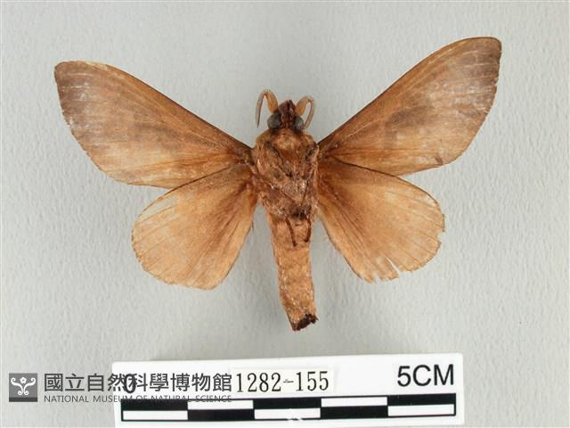 大褐斑枯葉蛾藏品圖，第2張