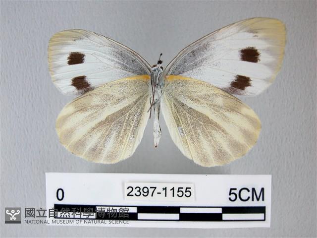 緣點白粉蝶藏品圖，第2張
