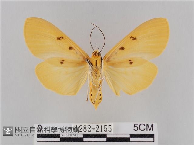 橙擬燈蛾藏品圖，第2張