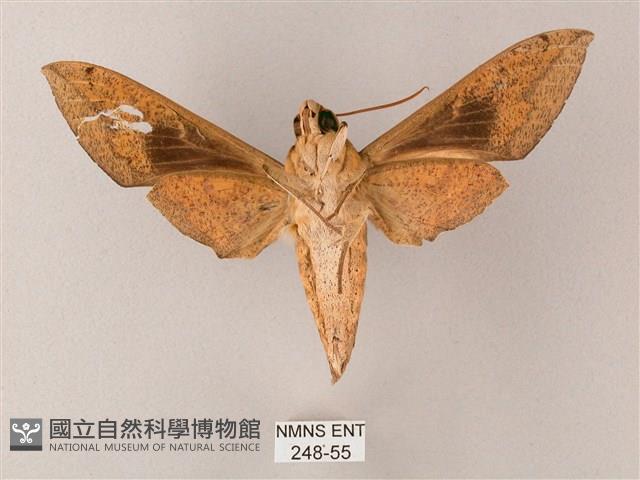 間斷斜紋天蛾藏品圖，第2張