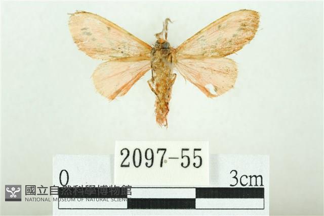 三條橙燈蛾藏品圖，第2張
