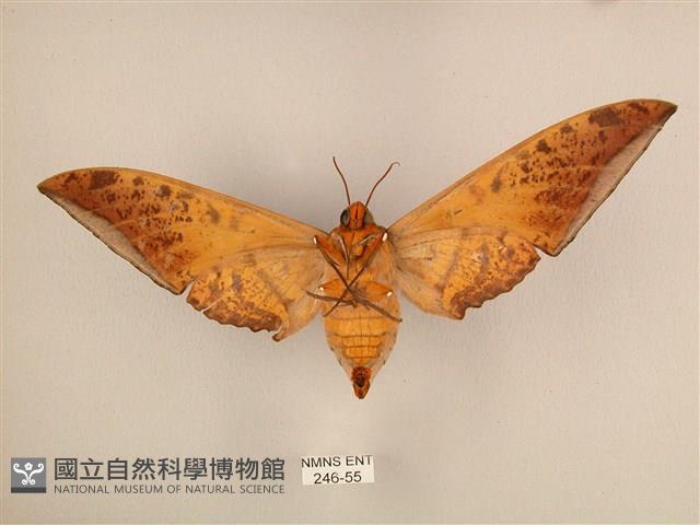 臺灣鷹翅天蛾藏品圖，第2張