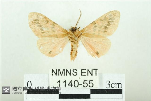 三條橙燈蛾藏品圖，第2張