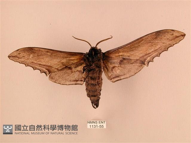 臺灣鋸翅天蛾藏品圖，第2張