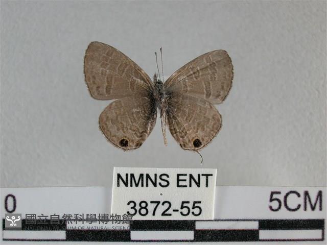 波灰蝶藏品圖，第2張