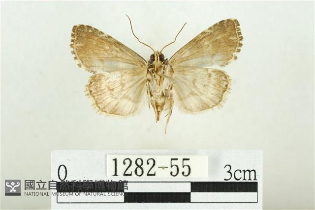 白斑散紋夜蛾藏品圖，第2張