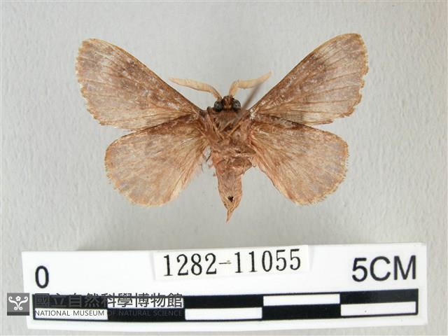 銀肩枯葉蛾藏品圖，第2張
