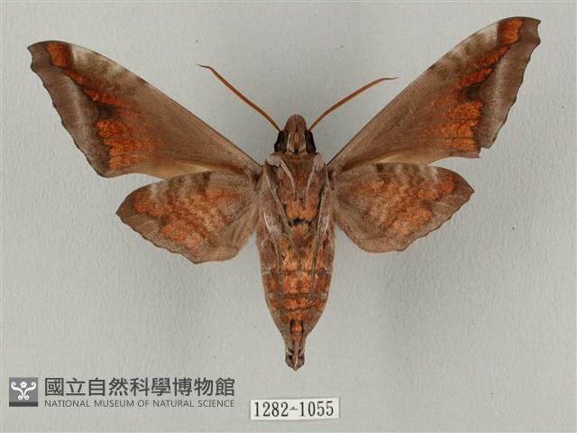 全緣缺角天蛾藏品圖，第2張