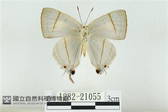 白腹青灰蝶藏品圖，第2張