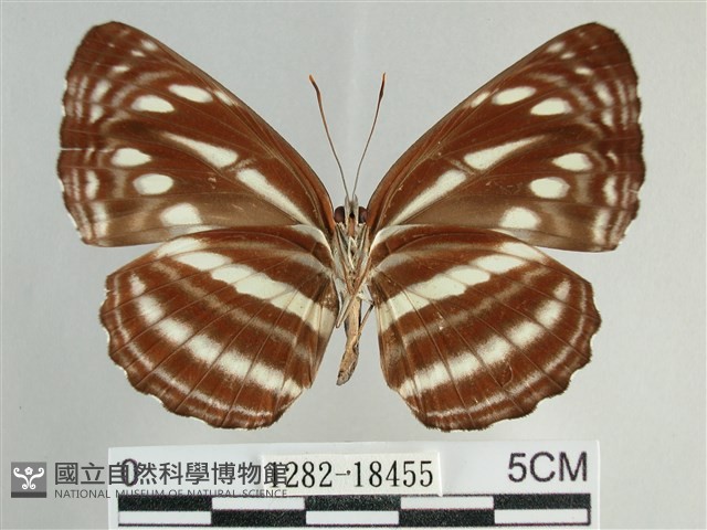 細帶環蛺蝶藏品圖，第2張