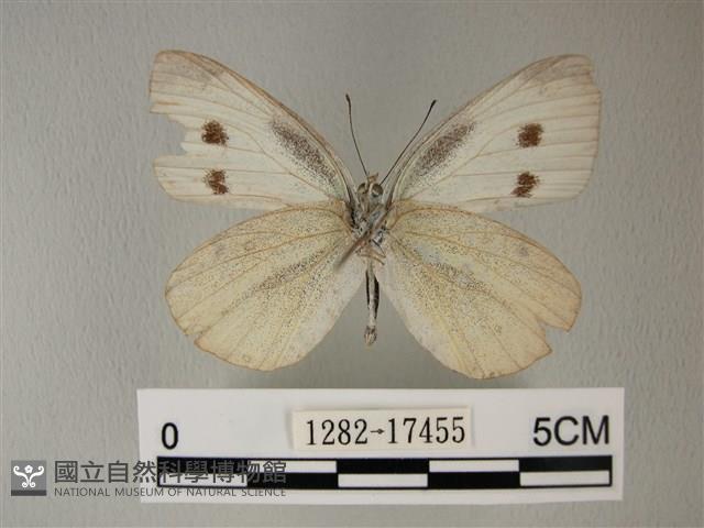 白粉蝶、紋白蝶藏品圖，第2張